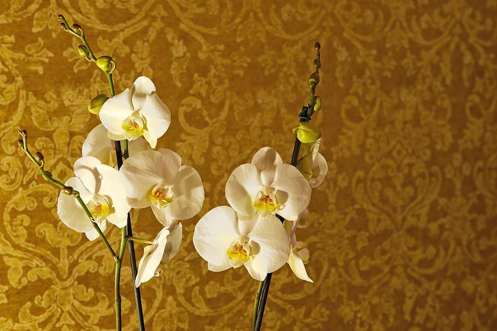 Palazzo Hotel Fourways Exterior foto White orchid